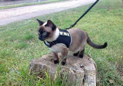 RescuRevolution's tweet photo. The FBI is reclassifying animal abuse as a top-tier federal crime! https://t.co/adQzf6jAmi #RescueRevolution https://t.co/kN8L4CG26N