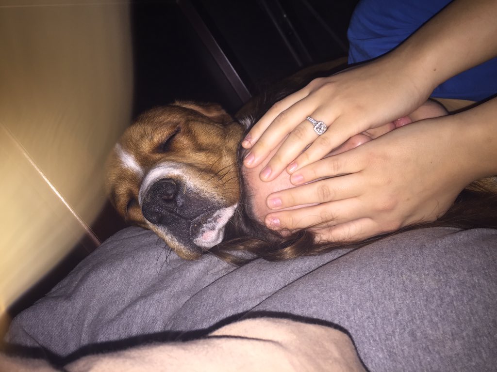 Jhall45's tweet photo. What I wake up to every morning, and couldn't be more happy 😁 #DogChild #Fiance @Denise0061 https://t.co/uRm0QbOzTz