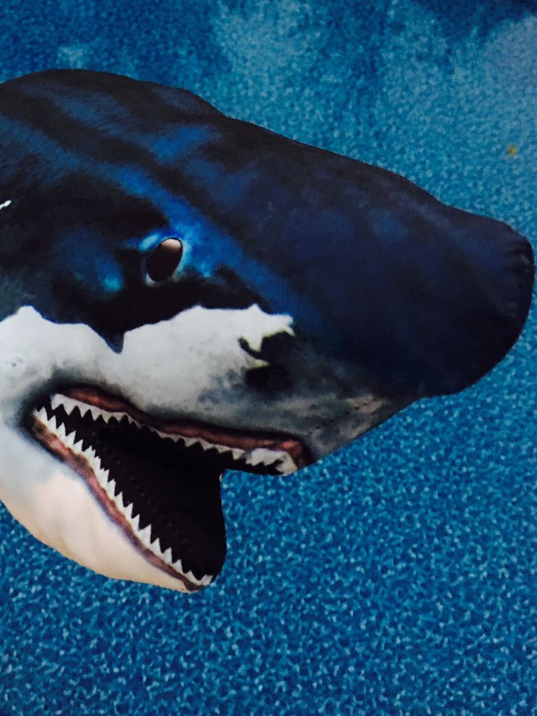 Sharknapped's tweet photo. Day 17... look at me - going for a swim!  There sure wasn't a pool at 4NYP, but I do miss my mom.  #findsharky https://t.co/3FXzBVRD1P
