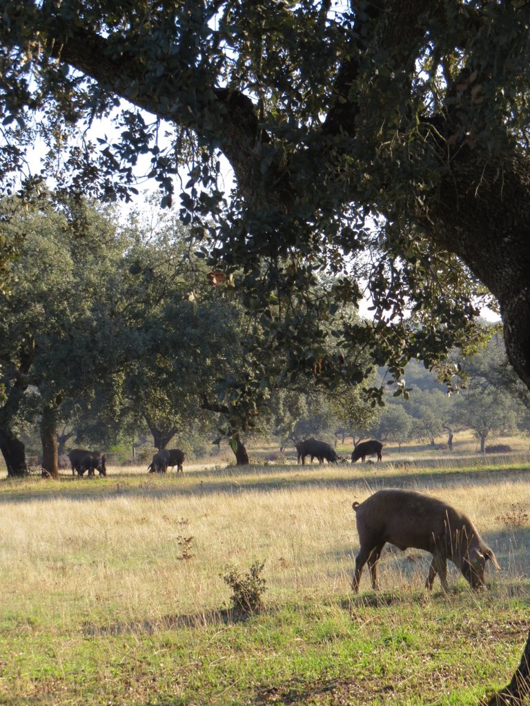Comenzamos con alumnos de Veterinaria un estudio sobre pastoreo #montanera y hozado del #cerdoiberico en la #dehesa