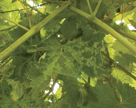 winebanalytics's tweet photo. Alarming about Pinot Gris Virus in U.S. https://t.co/aSN4PCUllq Read what it's done in Italy https://t.co/aPTTfLNOGZ https://t.co/siv9S6y5jx