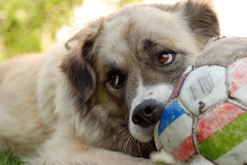 Ranchokan's tweet photo. Ese momento en que ves a tu perro pinchando tu balón favorito. ¿Por qué crees que prefiere tus cosas a sus juguetes? https://t.co/igDTRnzF5Z