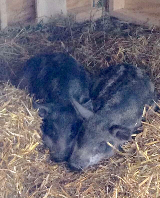 thyme4rosemary1's tweet photo. Today I got to meet the newest addition to #therealfarmville how cute are they?! #ThisisCLE #levyrestaurants https://t.co/ieBJCv46pf