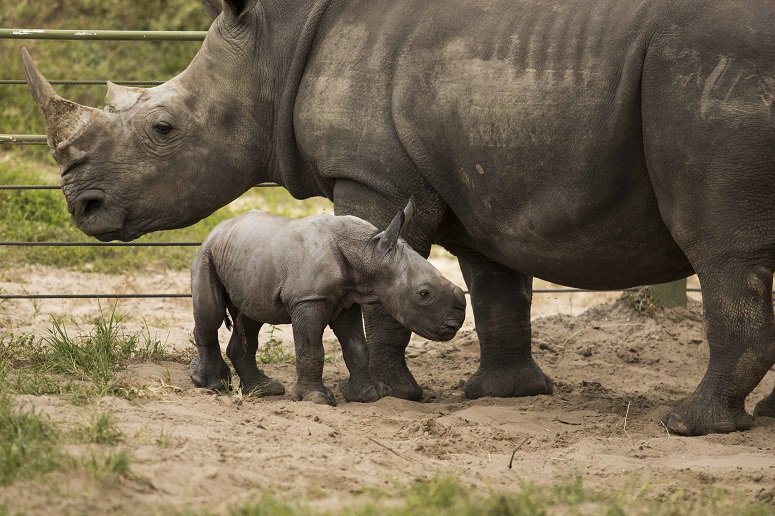 HardCoreBG's tweet image. Help Busch Gardens Name New Southern White Rhino ow.ly/37X6zx
