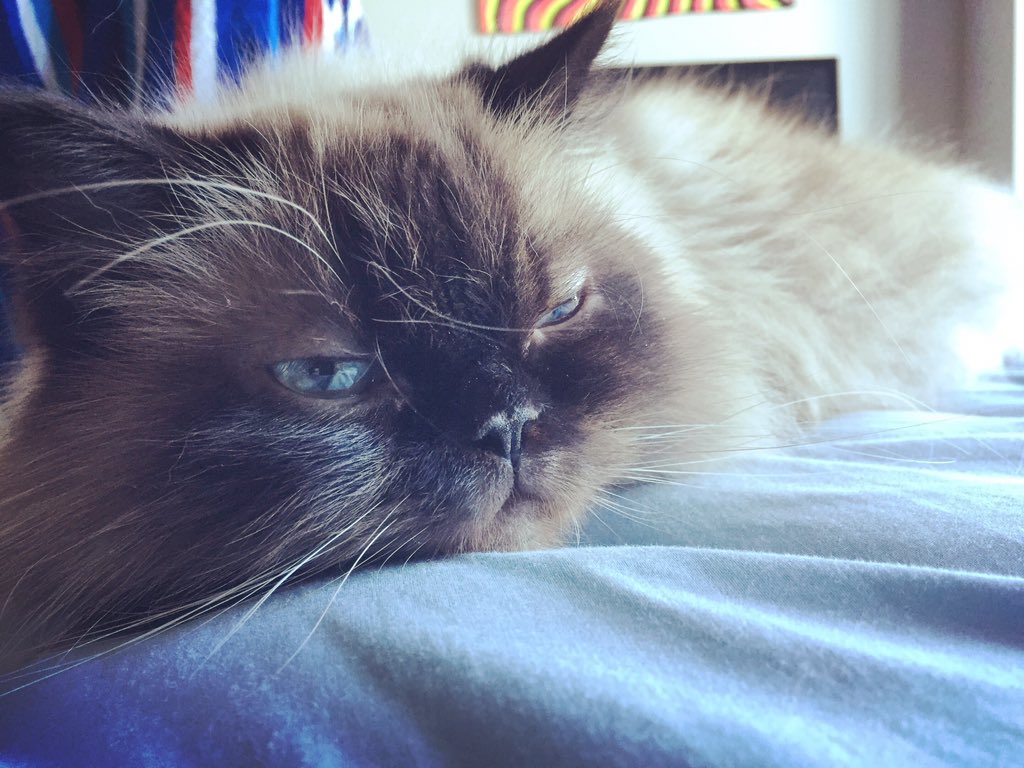 SmoreTheCat's tweet photo. #mondayfeeling https://t.co/2bHdqu2zX9