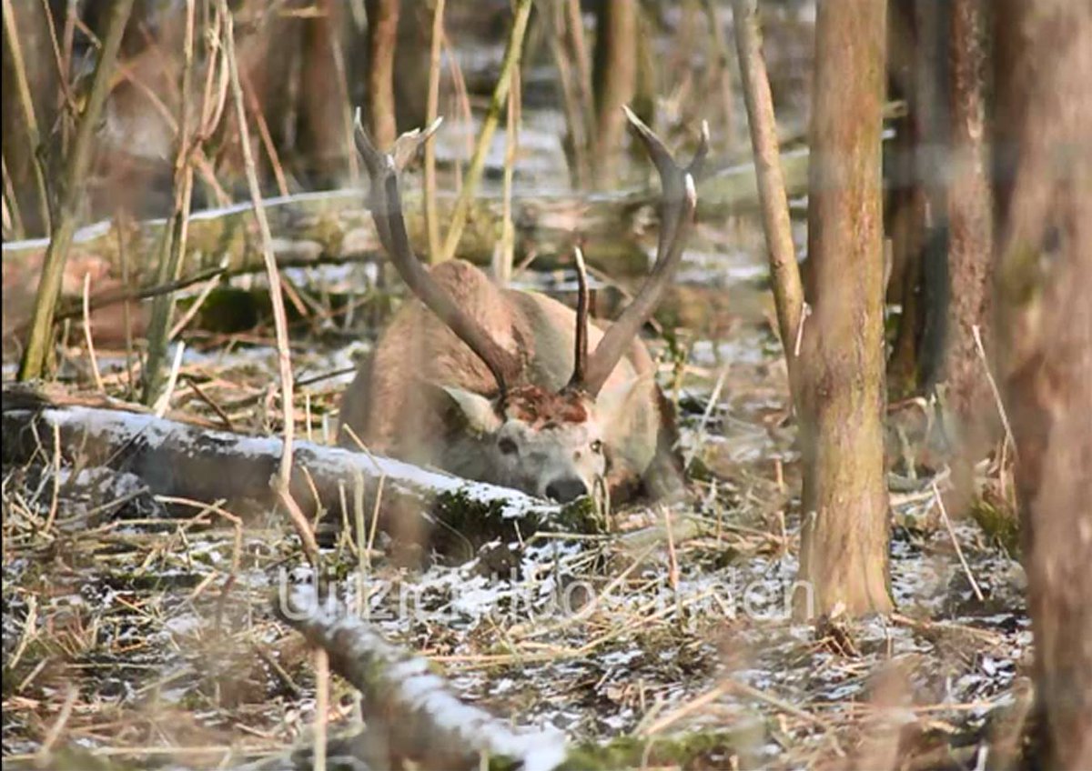 NEWSOVP's tweet photo. Oostvaardersplassen Beheer Zonder Geweer  https://t.co/BmQz7vBetn @PEACETOANIMALS @helpallcreature @OmroepFlevoland https://t.co/VRj8CYpdZd