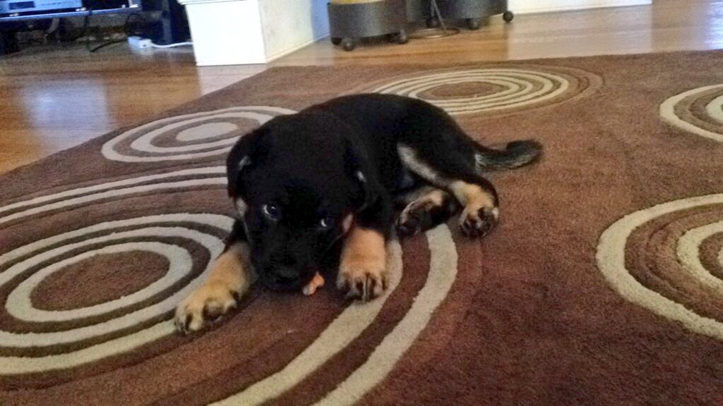 dogsofheritage's tweet photo. odey is the cutest little puppy ever! 😍🐶 https://t.co/njYtp8cW1p