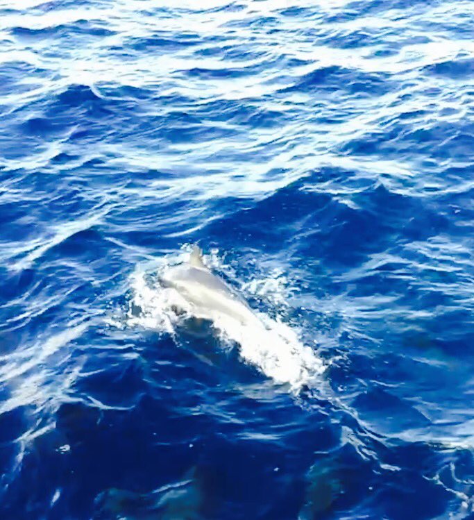ayazrath's tweet photo. One of 20 dolphins. @TrendMicro @TrendMicroUK @SecureITUK_ #ProtectYourNet https://t.co/kvRln2S56Q