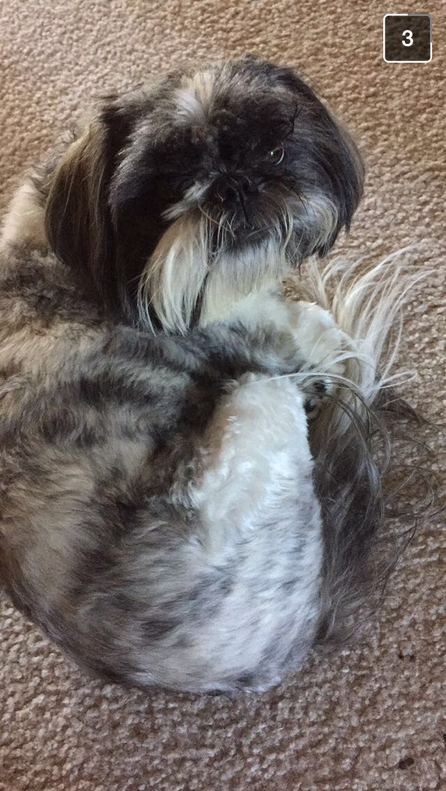 sarahlynn2005's tweet photo. cutey love him so much https://t.co/5K2GWdFh9e