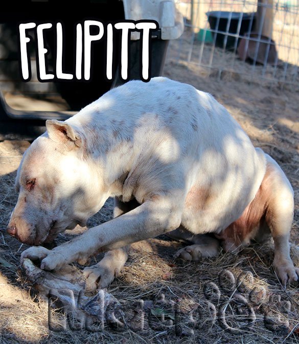 Fundación Matpet tweet media