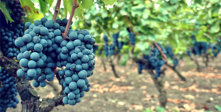 VoomaGo's tweet photo. Planting primitivo grapes in #Puglia is not something you can do very often https://t.co/DMdX8m1LIm #WineWednesday https://t.co/VO0nJnUvK4