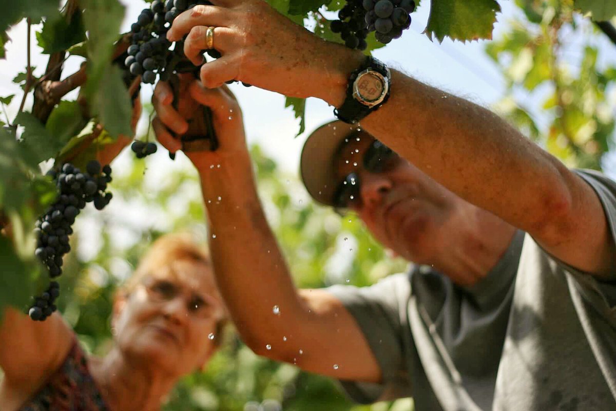 VoomaGo's tweet photo. #Primitivo #grapes from #Italy are known as #Zinfandel in USA. https://t.co/DMdX8m1LIm #wine #WineWednesday https://t.co/Dn2oZxtwVx
