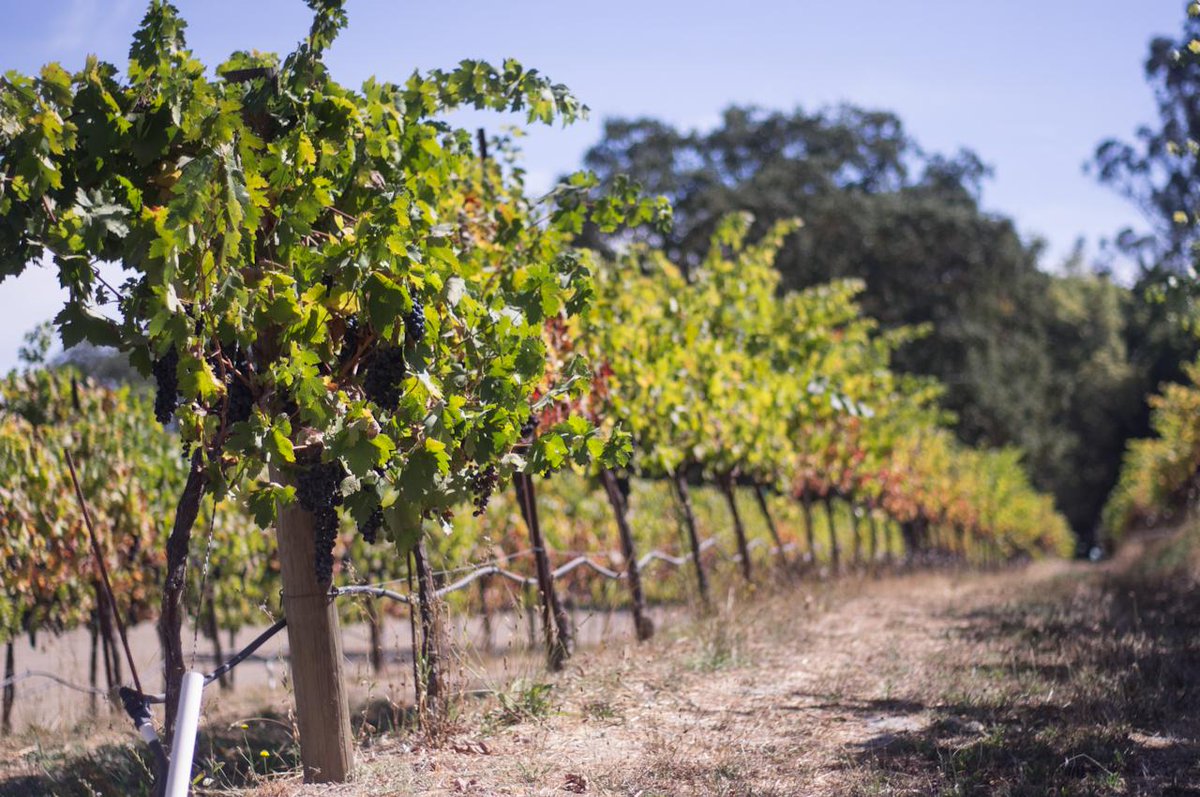 VoomaGo's tweet photo. Latest #blog on your chance to Plant Primitivo Grapes in Puglia, #italy https://t.co/DMdX8m1LIm #wine #foodie https://t.co/l7AWPxm5cv