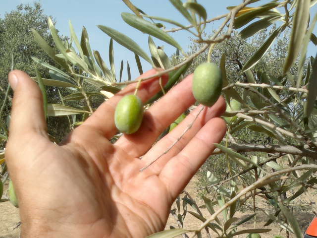 Ecolivum's tweet photo. Nos encanta el campo, cuna de los verdaderos supervivientes del s.XXI Enhorabuena @PlateroTopChef  #TopChef9 https://t.co/LH7StIJP92