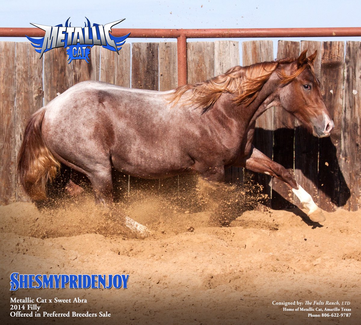 Spursequine's tweet photo. Shesmypridenjoy (Metallic Cat x Sweet Abra) 2014 filly. #metalliccat https://t.co/0ZqfN4OfBK