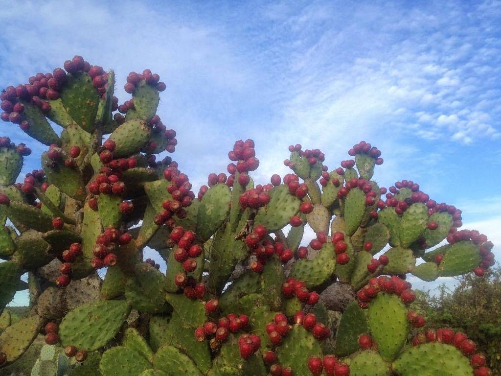LymeWorldOrg's tweet photo. this fruit doesnt want to give itself away easy. the approacher must be robust enough to r… https://t.co/2CTPW2ghK1 https://t.co/HoShaA3BRE