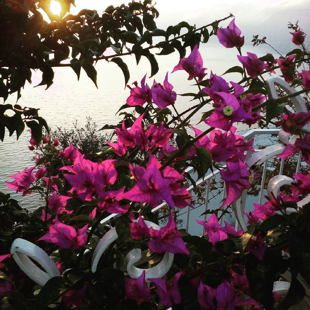 FeelingItaly's tweet image. InstaPic by 26tina58: Bougaville al tramonto.
#tramonto#bouganville #sunset#sunset_madness #sunsetlovers #ig_hdr #i…