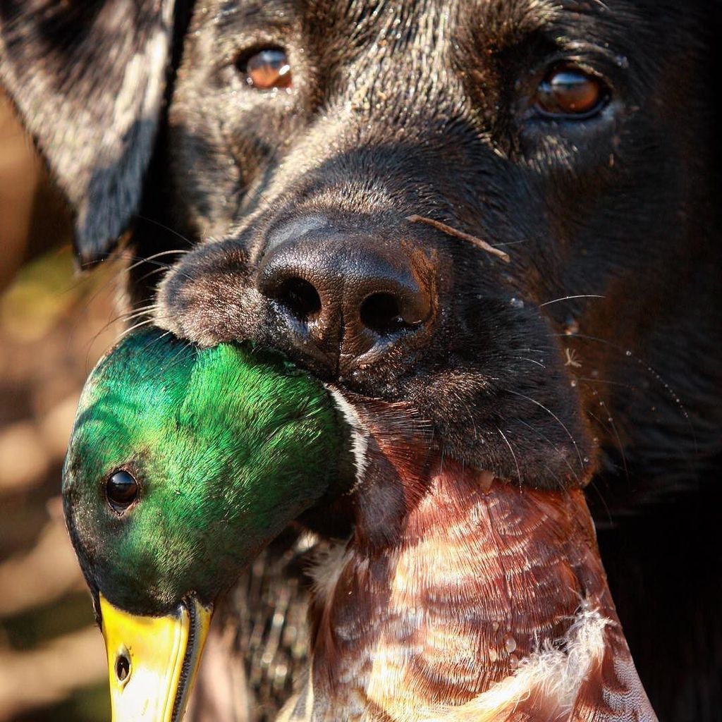 TonyVandemore's tweet photo. Look 'em in they eye...and bring 'em in CLOSE.
#Ki #BehindTheHunt #UAHunt #Duck2015 #Gree… https://t.co/MqndBx9PC7 https://t.co/ivcwIFkZqR