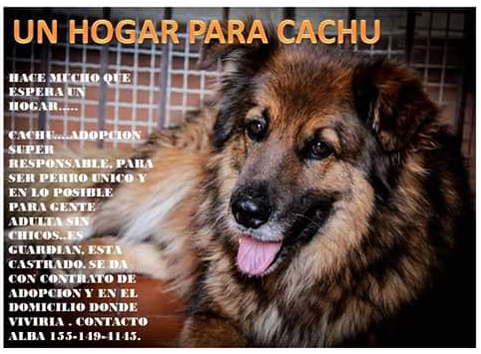 Puli_0202's tweet photo. Nadie pregunta por Cachu... sigue esperando en un canil frío x alguien que se juegue por él... Grcs x los RT!! https://t.co/XrBtvGJKIu