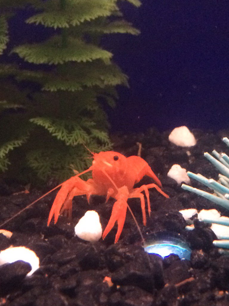 tangerine lobster tangerine lobster