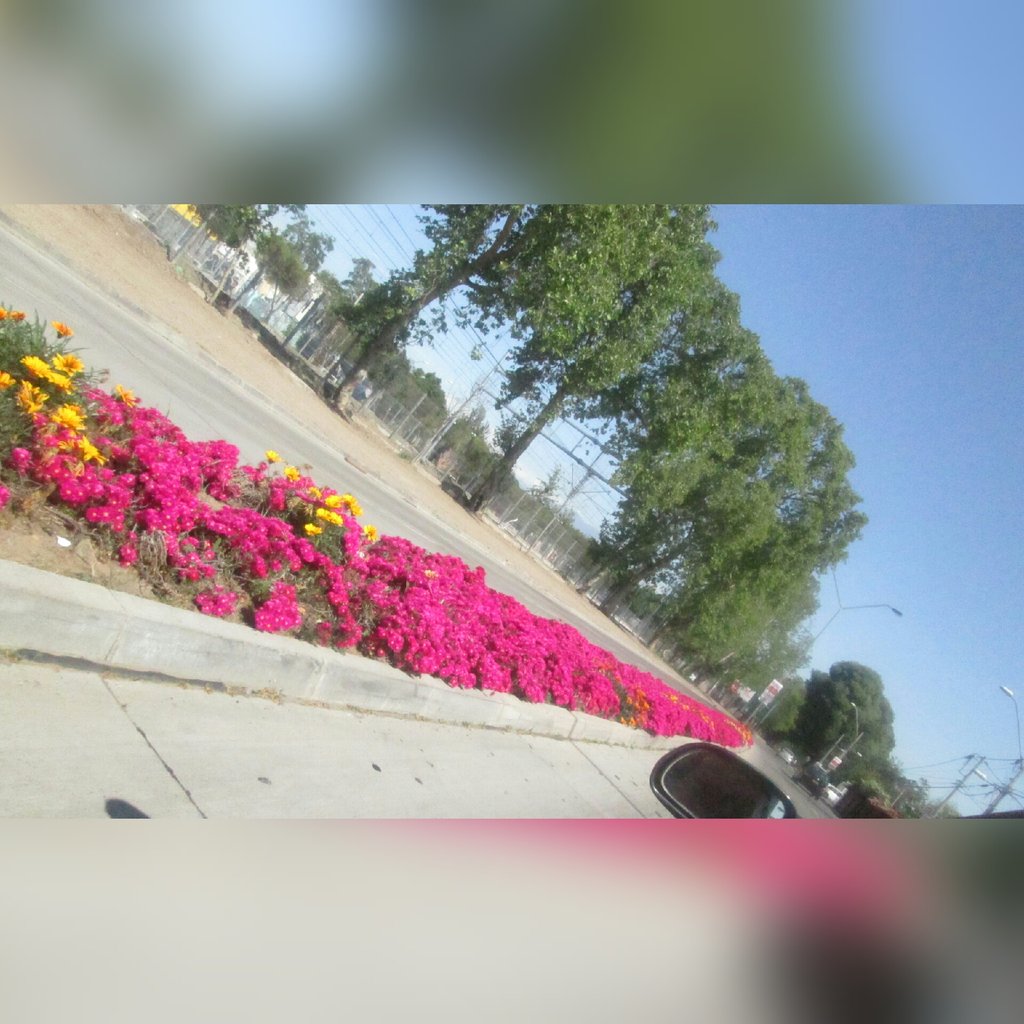 MicaChowder's tweet photo. Que bobitas la floreeees amo pasar por ahi https://t.co/zK1luR6FDU