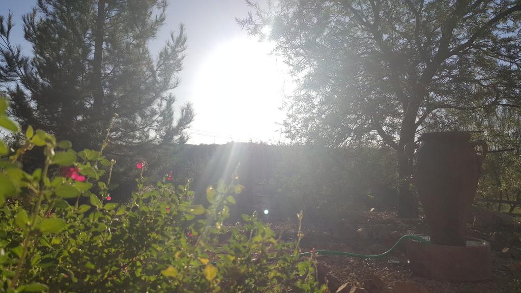 lauracrumbs's tweet photo. #lauracrumbs #desertviews #fallAZ #azmoments #aztagram #desertflowers #fall #lastbloom 
Fall in the yard https://t.co/lDCr5sSUPk