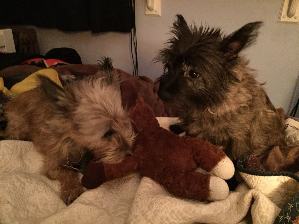 megdoglax32's tweet image. My dog is like a #Toddler: Crawls into bed with a toy &amp;amp; fights with her canine sibling over it #dogParentProblems