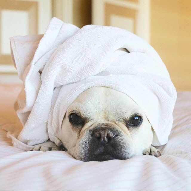 FrenchieBully's tweet image. #nationalstressawarenessday    Combat stress with a Spa Day! #frenchieproblems #Frenchie