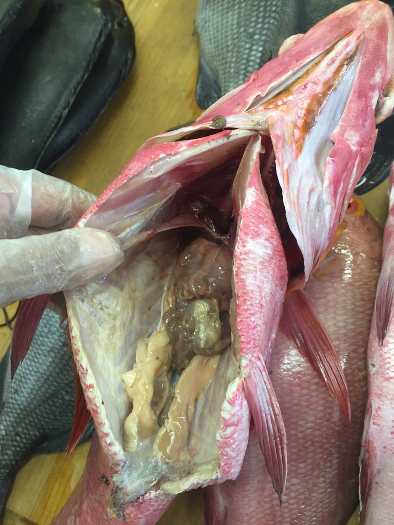 Dwain_Qalovaki's tweet photo. Who wants 2 help me dissect fish to check on #sexualmaturity @Ty2c86 @feejeeLBG @wansolwara @ShirleyTagi @ravenfiji https://t.co/B53whhrm70