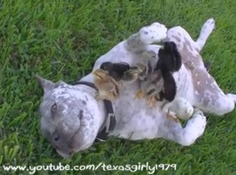 What A Pit Bull Does To These Chicks Will Just Make Your Heart Burst
twnewsjp.com/page.php?id=778