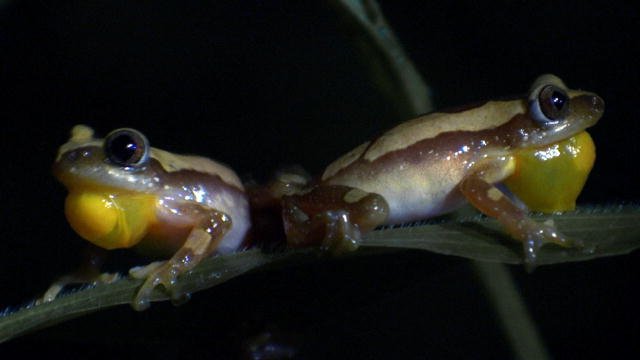 Discovery's tweet image. Watch: To find a mate, these kickboxing frogs battle it out in the jungle &amp;gt;&amp;gt; dsc.tv/UfZvS