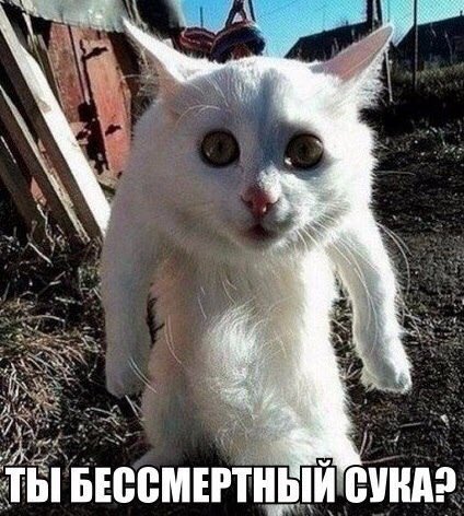 Здрасте , ебаные в рот