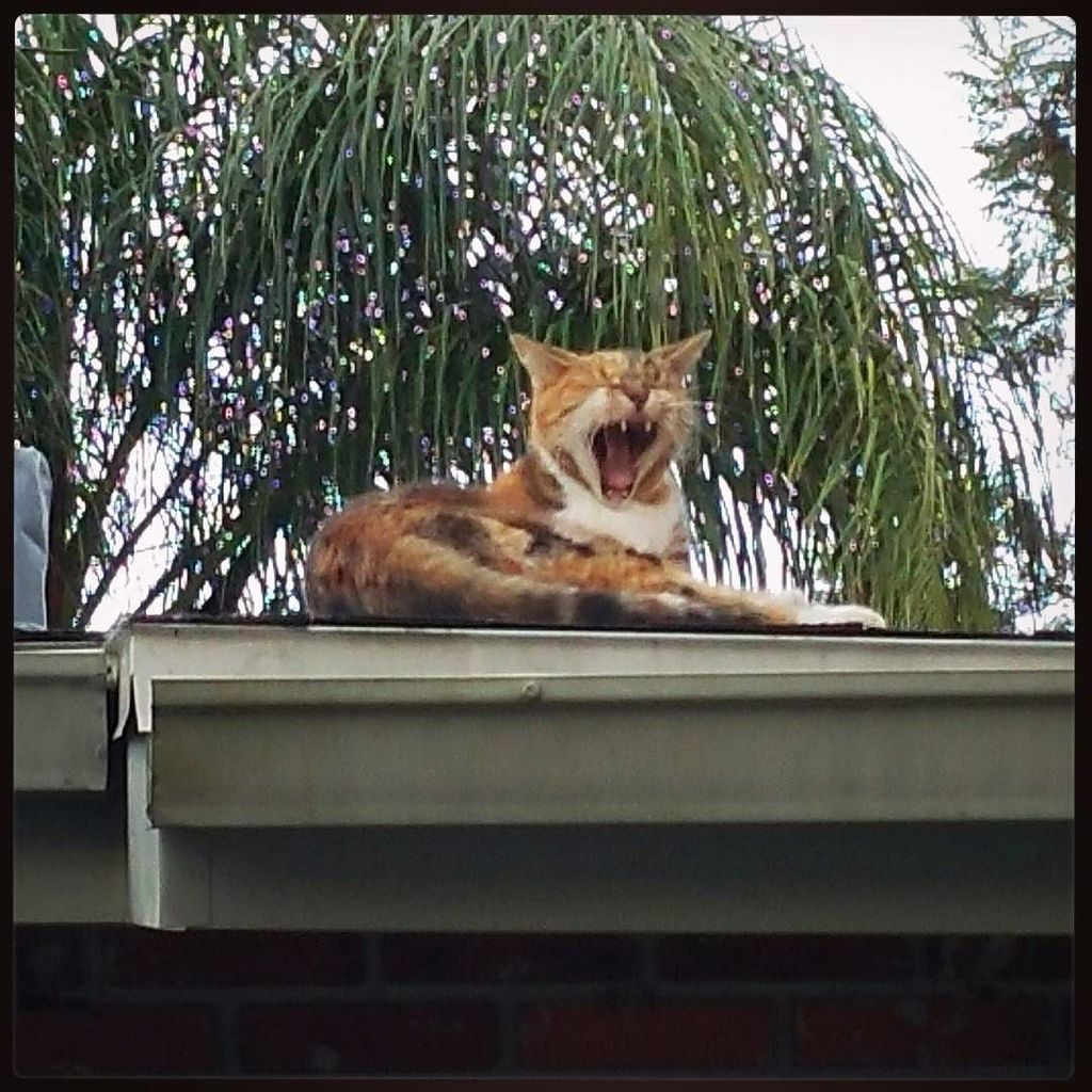 LMJB's tweet photo. I woke her up when I got home today.
#RoofNapper
#cat #yawn #catnap
#catsofinstagram
#roofsofinstagram #instagram https://t.co/AfyGWjSMGp
