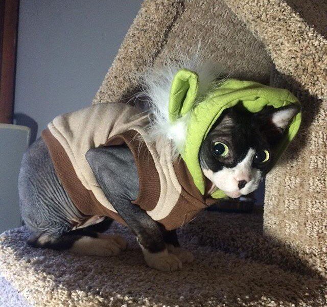 CoolSpaceCats's tweet photo. https://t.co/3nMyJ96Ene https://t.co/kxc6IhmslE