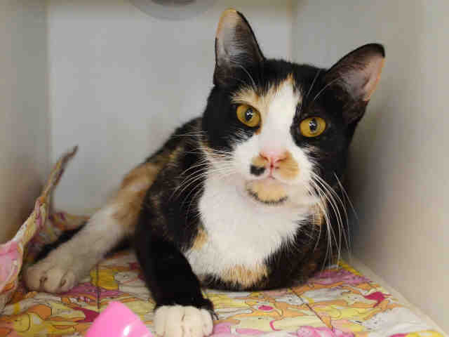 WildeOscarCat's tweet photo. #calico LIZZY SO GORGEOUS &amp; GENTLE &amp; PETITE &amp; PURRS OF GRATITUDE!  SAVE THE LOVE!  #NYC 
https://t.co/eeESEwSLSj https://t.co/ke2G7pWsa7