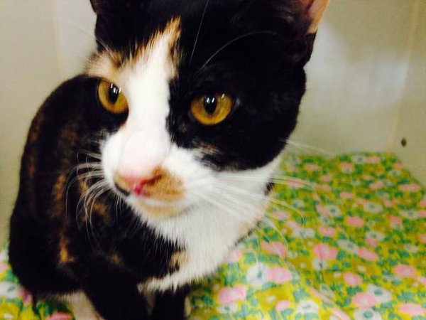 WildeOscarCat's tweet photo. #calico LIZZY SO GORGEOUS &amp; GENTLE &amp; PETITE &amp; PURRS OF GRATITUDE!  SAVE THE LOVE!  #NYC 
https://t.co/eeESEwSLSj https://t.co/ke2G7pWsa7