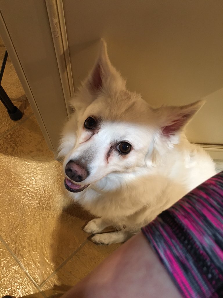 Lord_Abaddon's tweet photo. It's my dog sister Gucci! 🐶 #eskie https://t.co/Oz1dE5yumc