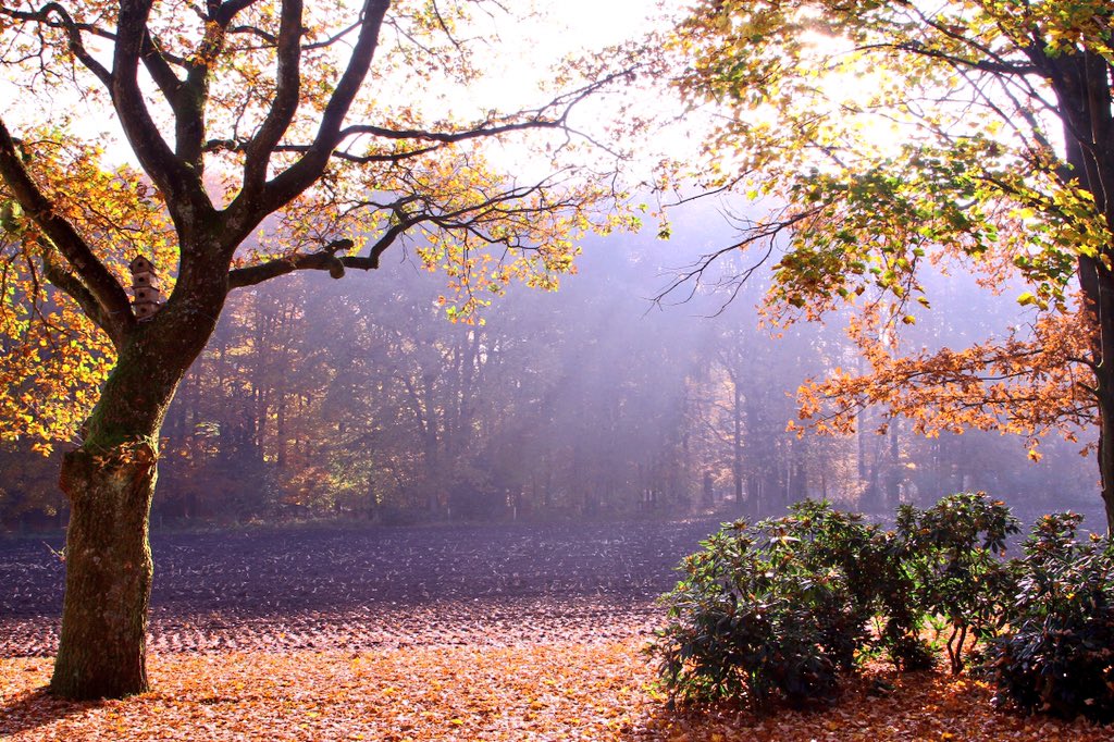 PicturesAutumn's tweet image. Entrance to autumn forest....
#Autumnwatch #autumn #herfst #herfst #Veluwe @VeluweVeel @Natuurmonument