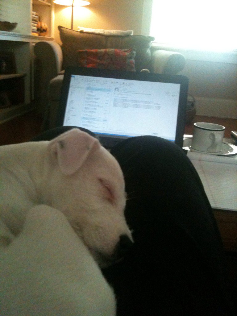 marqjer's tweet photo. @goodwinterriers getting assistance from Calli while doing some work at home (she is doing great BTW) https://t.co/Fw5VurvZkK