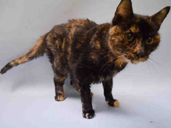 WildeOscarCat's tweet photo. KIND, FRIENDLY, "GENTLE SWEET EVE 10yo Her Human Died enj Petts #RESCUE FOSTER #ADOPT #NYC https://t.co/yK8U7QaRA7 https://t.co/8fvIRgPCMK