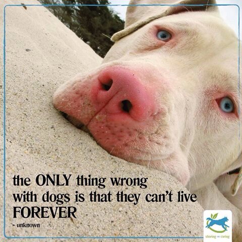 Natural Canines! (@aboriginal_co) on Twitter photo 