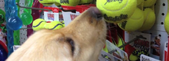 sebuvijejazapi's tweet photo. This Dog Was Once Abused And Neglected...Now She's Picking Out Her Very First Toy
https://t.co/5PW3iMBy7s https://t.co/iBx9aY4sTp