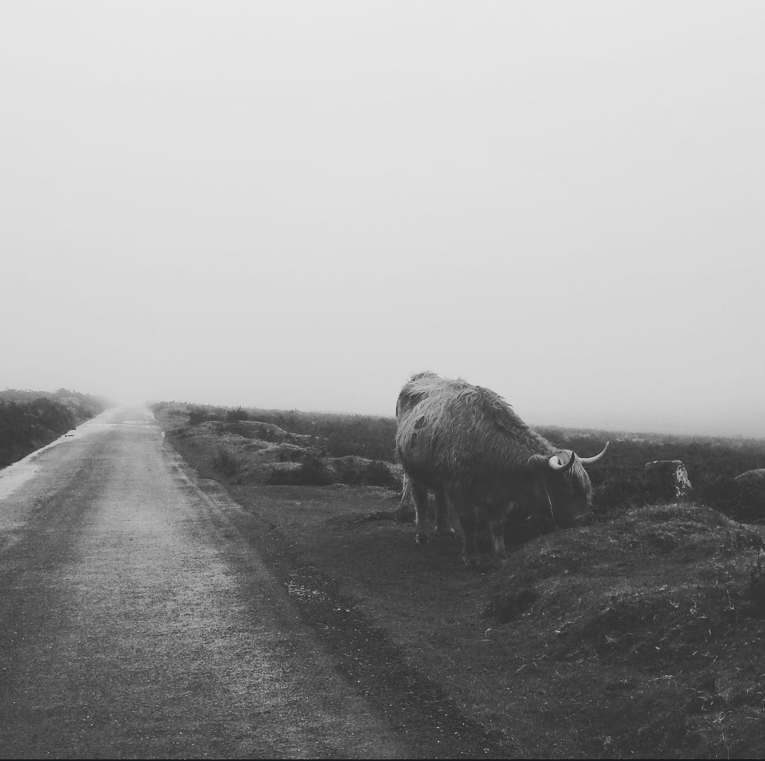 Celia_Grey92's tweet photo. So I was driving home when I came across a moo-cow. Hi Mr Moo-Cow!! 🐄🐄🐂 #photography #blackandwhite https://t.co/SNC1BMNDQA