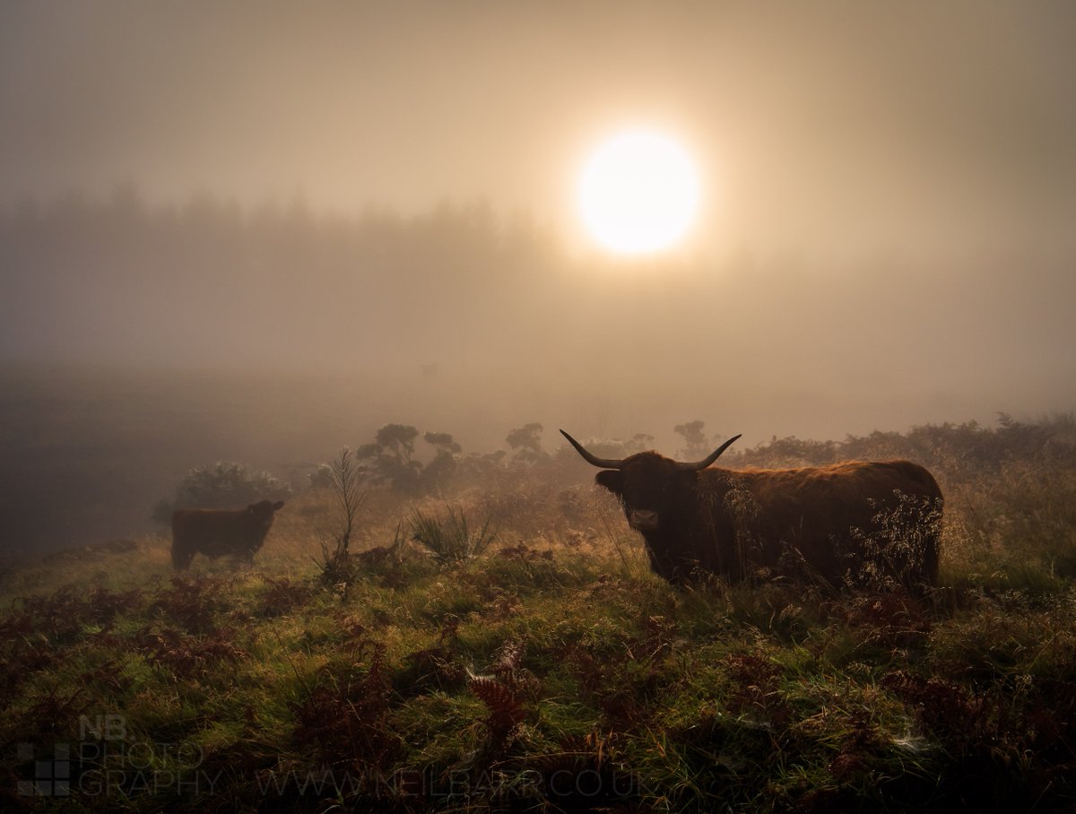 VisitScotland's tweet photo. Coo's in the Mist by @NeilBarr
#Highland cow &amp; her calf, Gleniffer Braes Country Park #LoveScotland
https://t.co/lO8uofNiZf