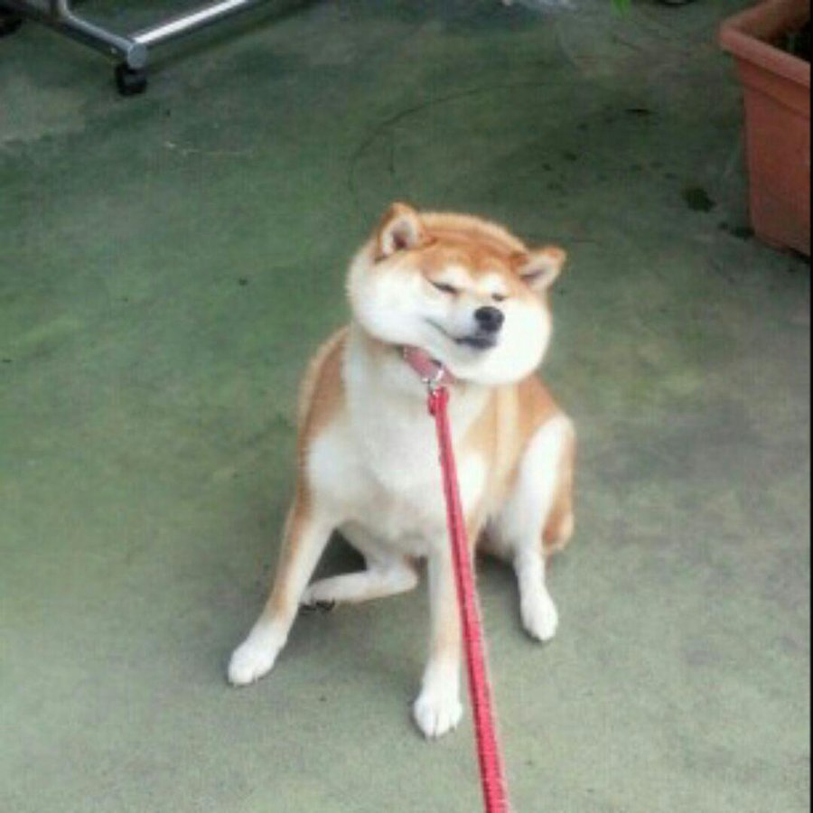 散歩をイヤがる犬たちが なんだかかわいい