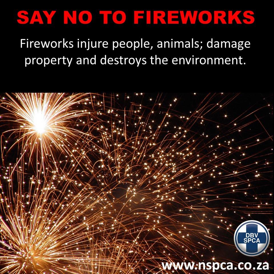 NSPCA_SA's tweet photo. #GuyFawkes Tonight is a night of terror. We urge you to bring your pets inside early and keep them in overnight. https://t.co/TNaPklJFXw