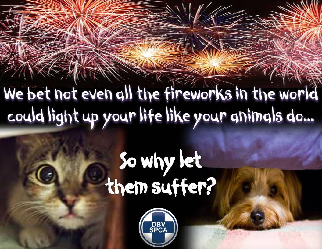 NSPCA_SA's tweet photo. #GuyFawkes Tonight is a night of terror. We urge you to bring your pets inside early and keep them in overnight. https://t.co/TNaPklJFXw