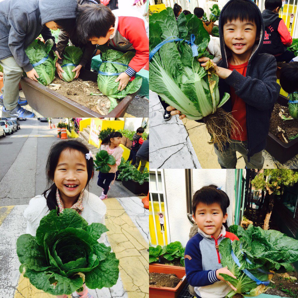 #성남시 #국공립태평1동어린이집에서 겨울나기 김장배추를 수확하였어요. 아이들이 그동안 열심히 가꾸어준 배추랍니다.