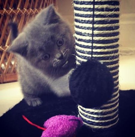 clawdiathecat's tweet photo. Awwwww!!Look how teeny I was, the pom-pom was nearly as big as my head!! 😽#tbt #kitten #furbaby #socute #adorable https://t.co/JM91QqyjlJ