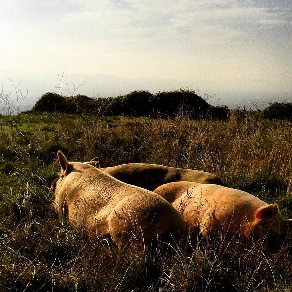 WeTuscany's tweet photo. #pig #nature #bio #biorelax
#sun #treelittlepigs
#abbronzatura #november #poggiocastiglioni #panorama #calvana #i⊠https://t.co/dOX2krjxeX
